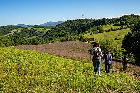 Trekking Alta Langa